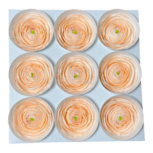 Ranunculus Criogenat PEA-89 (Ø6cm, set 9 buc /cutie) - DepozituldeCriogenati.ro