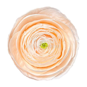 Ranunculus Criogenat PEA-89 (Ø6cm, set 9 buc /cutie) - DepozituldeCriogenati.ro
