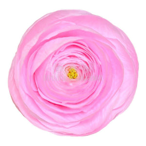 Ranunculus Criogenat PIN-99 (Ø6cm, set 9 buc /cutie) - DepozituldeCriogenati.ro