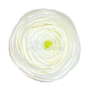 Ranunculus Criogenat WHI-01 (Ø6cm, set 9 buc /cutie) - DepozituldeCriogenati.ro