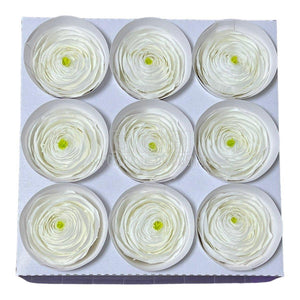 Ranunculus Criogenat WHI-01 (Ø6cm, set 9 buc /cutie) - DepozituldeCriogenati.ro