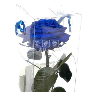 Trandafir AMOROSA PREMIUM DARK BLUE (Ø6,5-8,5cm) - DepozituldeCriogenati.ro