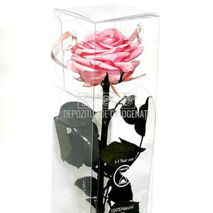Trandafir AMOROSA PREMIUM PASTEL PINK (Ø6,5-8,5cm) - DepozituldeCriogenati.ro