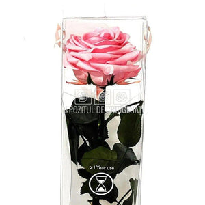 Trandafir AMOROSA PREMIUM PASTEL PINK (Ø6,5-8,5cm) - DepozituldeCriogenati.ro