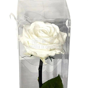 Trandafir AMOROSA PREMIUM WHITE (Ø6,5-8,5cm, 1 buc) - DepozituldeCriogenati.ro