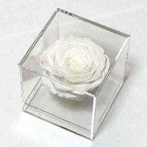 Trandafir Criogenat Alb (Ø6cm) in Cutie Cadou (9x9x9cm) - DepozituldeCriogenati.ro
