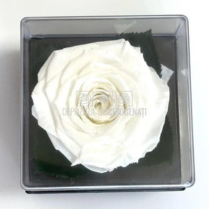 Trandafir Criogenat Alb (Ø7-8cm) in Cutie Transparenta 10x10x11cm - DepozituldeCriogenati.ro