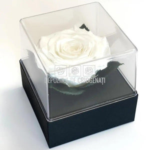 Trandafir Criogenat Alb (Ø7-8cm) in Cutie Transparenta 10x10x11cm - DepozituldeCriogenati.ro