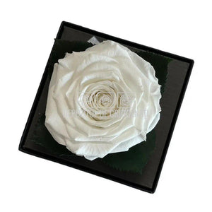 Trandafir Criogenat Alb (Ø7-8cm) in Cutie Transparenta 10x10x11cm - DepozituldeCriogenati.ro