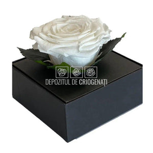 Trandafir Criogenat Alb (Ø7-8cm) in Cutie Transparenta 10x10x11cm - DepozituldeCriogenati.ro