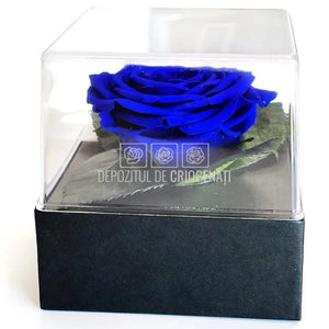 Trandafir Criogenat Albastru (Ø7-8cm) in Cutie (10x10x11cm) - DepozituldeCriogenati.ro