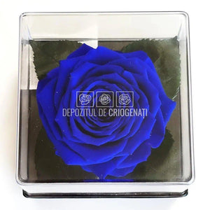 Trandafir Criogenat Albastru (Ø7-8cm) in Cutie (10x10x11cm) - DepozituldeCriogenati.ro
