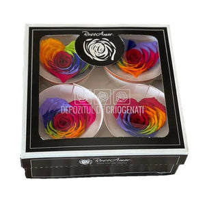 Trandafir Criogenat BELLA CORAZON RAINBOW RED-02 (Ø7-8cm, 4 buc) - DepozituldeCriogenati.ro