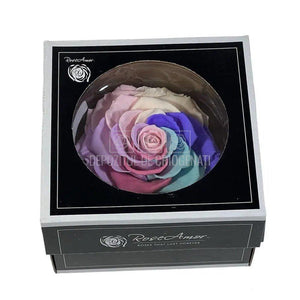 Trandafir Criogenat BONITA CANDY RAINBOW PIN-04 (Ø9,5cm) - DepozituldeCriogenati.ro