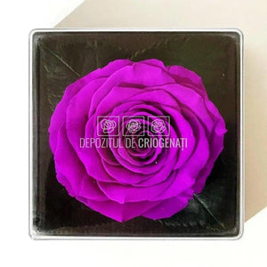 Trandafir Criogenat Mov Ø7-8cm in Cutie Transparenta 10x10x11cm - DepozituldeCriogenati.ro