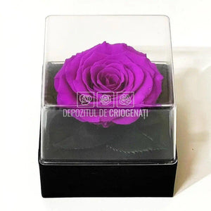 Trandafir Criogenat Mov Ø7-8cm in Cutie Transparenta 10x10x11cm - DepozituldeCriogenati.ro
