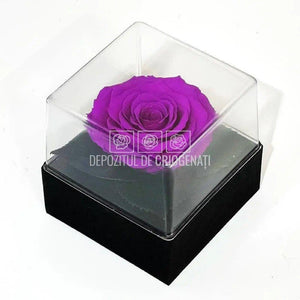 Trandafir Criogenat Mov Ø7-8cm in Cutie Transparenta 10x10x11cm - DepozituldeCriogenati.ro
