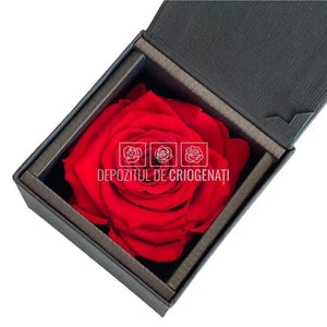 Trandafir Criogenat Rosu (Ø6,5-7cm) in Cutie Cadou (8,5x8,5x6cm) - DepozituldeCriogenati.ro