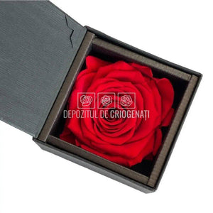 Trandafir Criogenat Rosu (Ø6,5-7cm) in Cutie Cadou (8,5x8,5x6cm) - DepozituldeCriogenati.ro