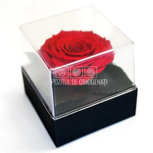 Trandafir Criogenat Rosu Ø7-8cm in Cutie Transparenta 10x10x11cm - DepozituldeCriogenati.ro