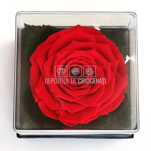 Trandafir Criogenat Rosu Ø7-8cm in Cutie Transparenta 10x10x11cm - DepozituldeCriogenati.ro