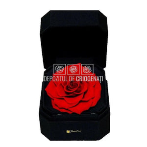 Trandafir Criogenat Rosu (Ø9-9,5cm) in Cutie Cadou (13x13x10,5cm) - DepozituldeCriogenati.ro