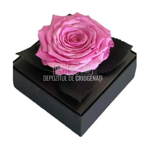 Trandafir Criogenat Roz (dia. 7-8cm) in Cutie Transparenta 10x10x11cm