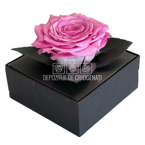 Trandafir Criogenat Roz (dia. 7-8cm) in Cutie Transparenta 10x10x11cm