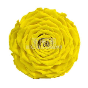 Trandafir Criogenat XXL YEL-02 (Ø9,5cm, 1 buc /cutie) - DepozituldeCriogenati.ro