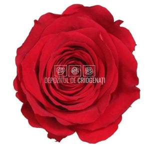 Trandafir Verdissimo AMOROSA MINI RED Ø3,5-4,5cm, 1 buc - DepozituldeCriogenati.ro