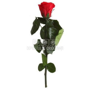 Trandafir Verdissimo AMOROSA MINI RED Ø3,5-4,5cm, 1 buc - DepozituldeCriogenati.ro