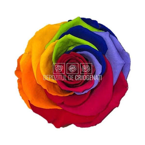 Trandafiri BELLA RAINBOW RED-02 (Ø7,5-8cm, set 4buc) - DepozituldeCriogenati.ro