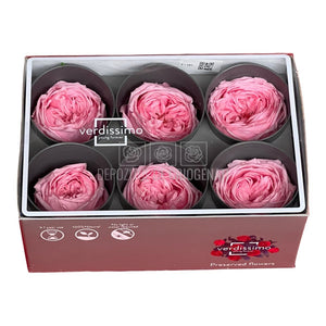 Trandafiri Criogenati GARDEN PASTEL PINK (Ø5-6cm; set 6 buc/cutie)-Depozitul de Criogenati