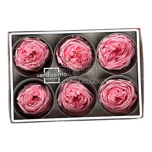 Trandafiri Criogenati GARDEN PASTEL PINK (Ø5-6cm; set 6 buc/cutie)-Depozitul de Criogenati