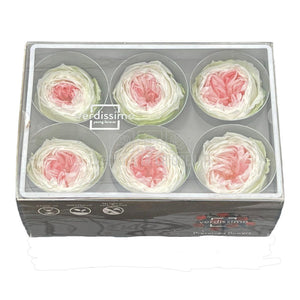 Trandafiri Criogenati GARDEN TRICOLOR (Ø5-6cm; set 6 buc/cutie) - DepozituldeCriogenati.ro