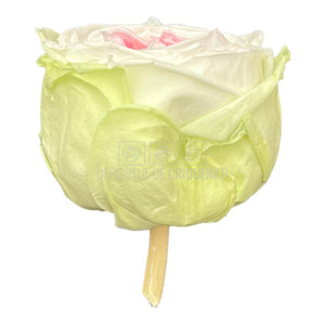 Trandafiri Criogenati GARDEN TRICOLOR (Ø5-6cm; set 6 buc/cutie) - DepozituldeCriogenati.ro