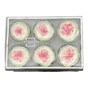 Trandafiri Criogenati GARDEN TRICOLOR (Ø5-6cm; set 6 buc/cutie) - DepozituldeCriogenati.ro