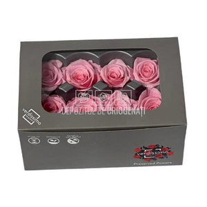 Trandafiri Criogenati MEDIU PASTEL PINK (Ø4,5-5cm, set 8buc) - DepozituldeCriogenati.ro