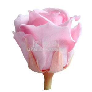 Trandafiri Criogenati Mini Bridal Pink (Ø3,5-4,5cm, set 12 buc) - DepozituldeCriogenati.ro