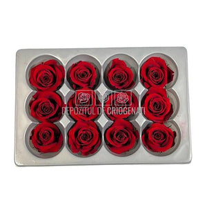 Trandafiri Criogenati MINI BURGUNDY (Ø3,5-4,5cm, set 12 buc) - DepozituldeCriogenati.ro