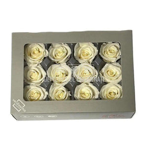 Trandafiri Criogenati Mini Champagne (Ø3,5-4,5cm, set 12 buc) - DepozituldeCriogenati.ro