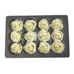 Trandafiri Criogenati Mini Champagne (Ø3,5-4,5cm, set 12 buc) - DepozituldeCriogenati.ro