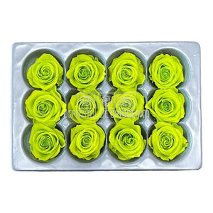 Trandafiri Criogenati MINI LIME GREEN (Ø3,5-4,5cm, set 12 buc) - DepozituldeCriogenati.ro