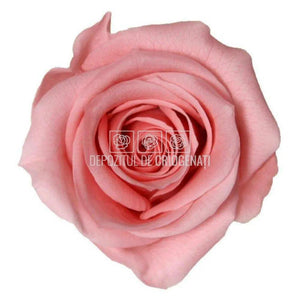 Trandafiri Criogenati MINI VINTAGE PINK (Ø3,5-4,5cm, set 12 buc) - DepozituldeCriogenati.ro