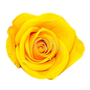 Trandafiri Criogenati Mini Warm Yellow (Ø3,5-4,5cm, set 12 buc) - DepozituldeCriogenati.ro