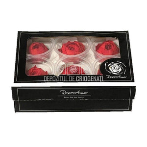 Trandafiri Criogenati NIKI RED-02 (Ø5cm, set 6 buc /cutie) - DepozituldeCriogenati.ro