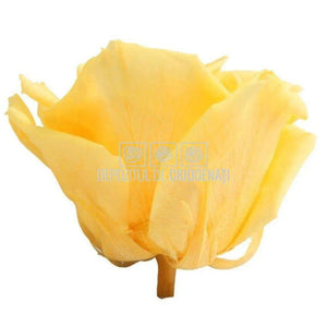 Trandafiri Criogenati PREMIUM BRIGHT YELLOW (Ø7-8,5cm; set 4 buc) - DepozituldeCriogenati.ro