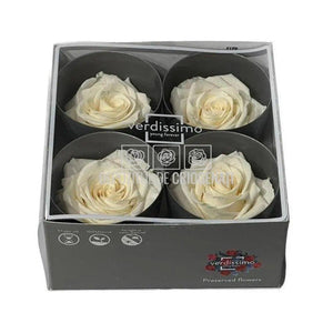 Trandafiri Criogenati PREMIUM CHAMPAGNE (Ø7-8,5cm; set 4 buc) - DepozituldeCriogenati.ro