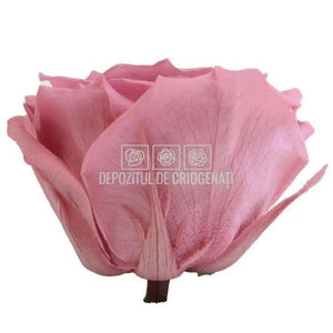 Trandafiri Criogenati PREMIUM CHERRY BLOSSOM (Ø7-8,5cm; set 4buc) - DepozituldeCriogenati.ro