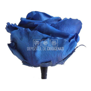 Trandafiri Criogenati PREMIUM DARK BLUE Ø7-8,5cm; set 4 buc/cutie - DepozituldeCriogenati.ro